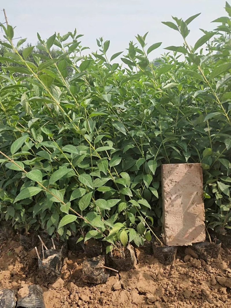 连翘，金边连翘，基地直销，常年销售各种绿化苗木，。