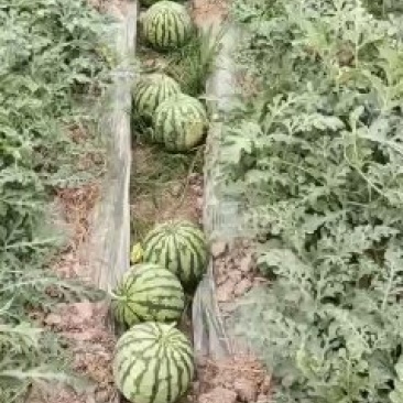 8424做生意，不拼价格，因为拼着拼着，质量就没了。做生