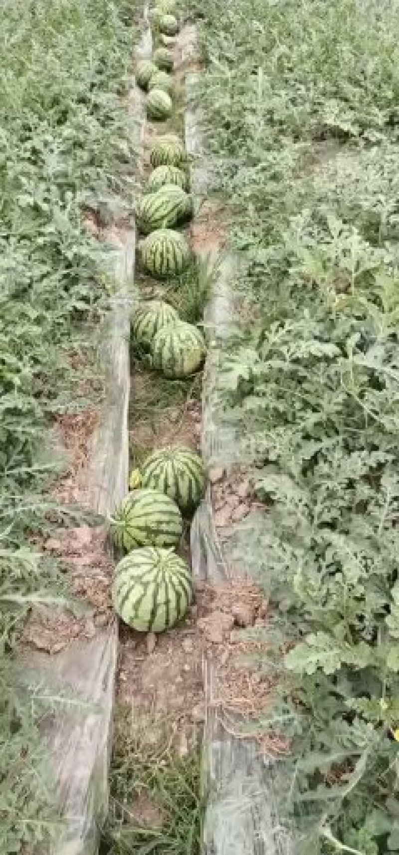 8424做生意，不拼价格，因为拼着拼着，质量就没了。做生