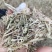 3000吨花生秧储备库