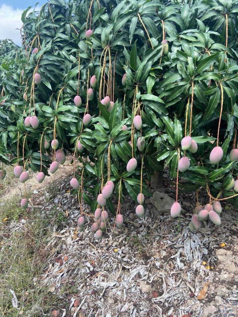 贵妃芒果海南原产地优惠低价一手货源专业代办