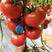 硬粉西红柿大果抗病产量高颜色好！口感番茄，耐运输！