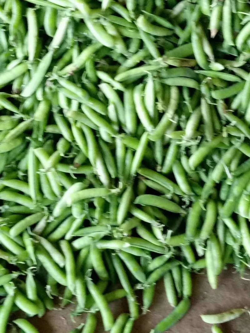 豆