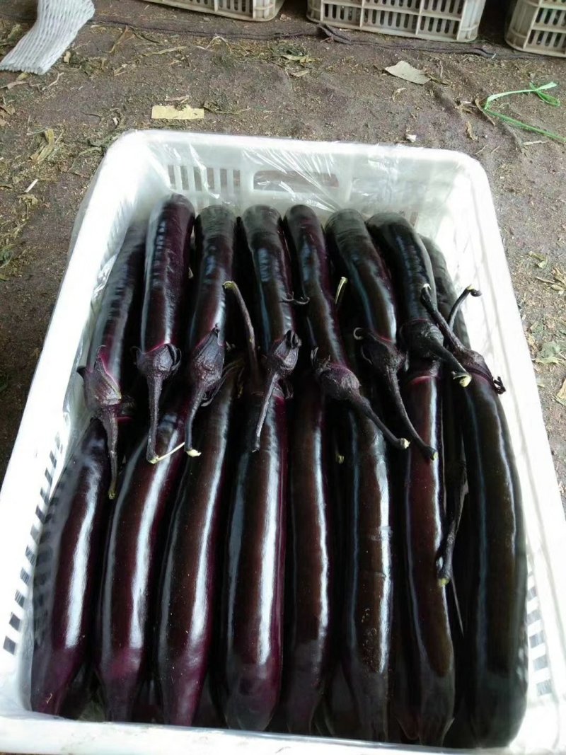 茄子大量供应欢迎光临