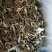 切根鹿茸菇