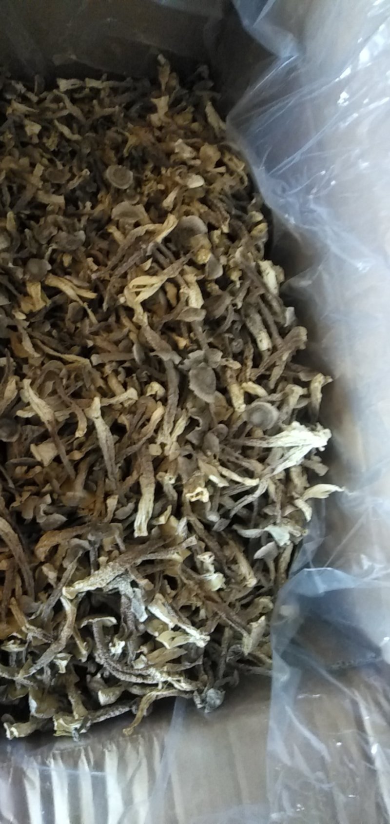 切根鹿茸菇