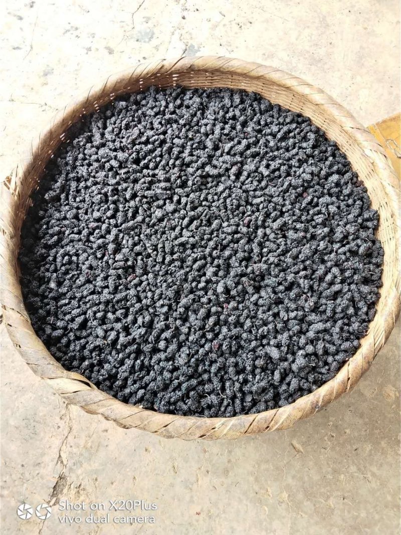 干桑椹