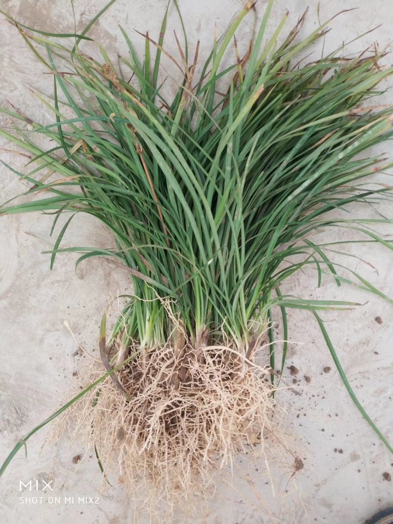麦冬草麦冬地被植物草坪绿篱用绿化带用