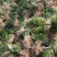 麦冬草麦冬地被植物草坪绿篱用绿化带用