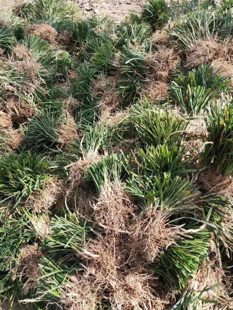 麦冬草麦冬地被植物草坪绿篱用绿化带用