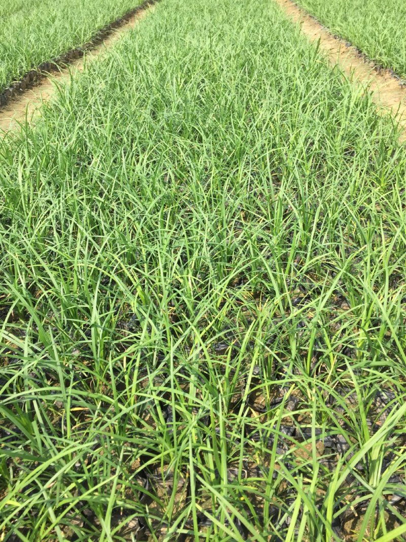 麦冬草麦冬地被植物草坪绿篱用绿化带用