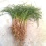 麦冬草麦冬地被植物草坪绿篱用绿化带用