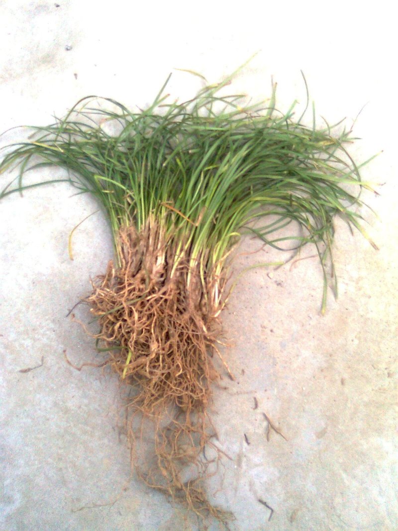 麦冬草麦冬地被植物草坪绿篱用绿化带用