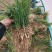 麦冬草麦冬地被植物草坪绿篱用绿化带用