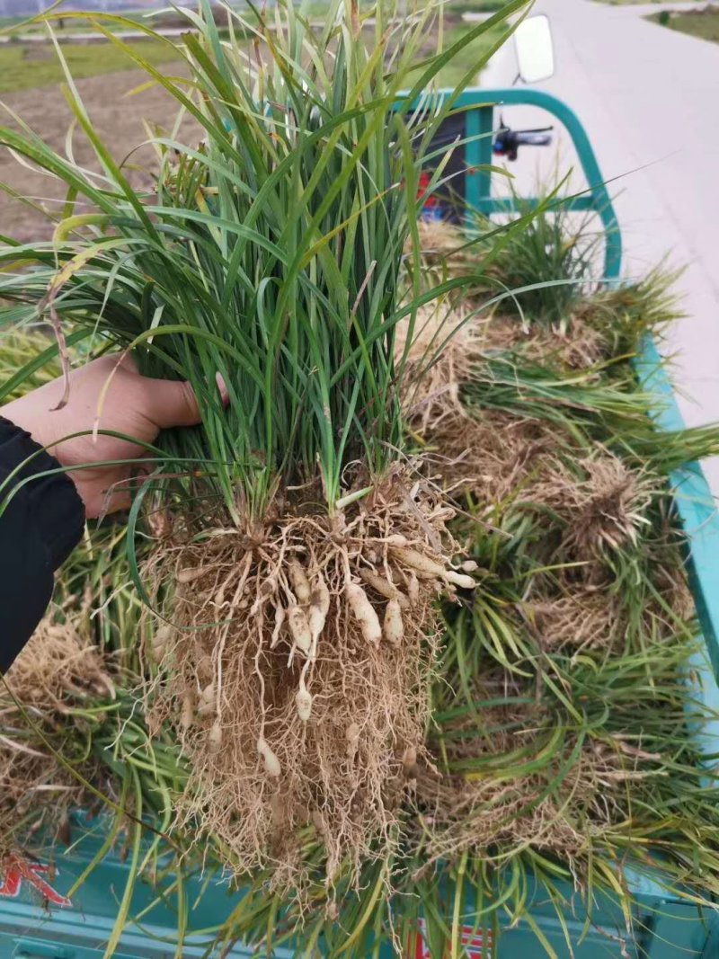 麦冬草麦冬地被植物草坪绿篱用绿化带用