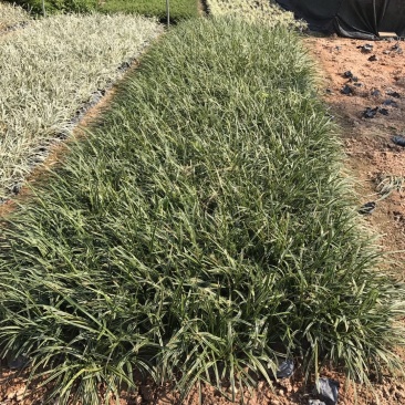 麦冬草麦冬地被植物草坪绿篱用绿化带用