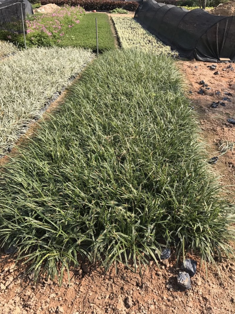 麦冬草麦冬地被植物草坪绿篱用绿化带用