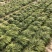 麦冬草麦冬地被植物草坪绿篱用绿化带用