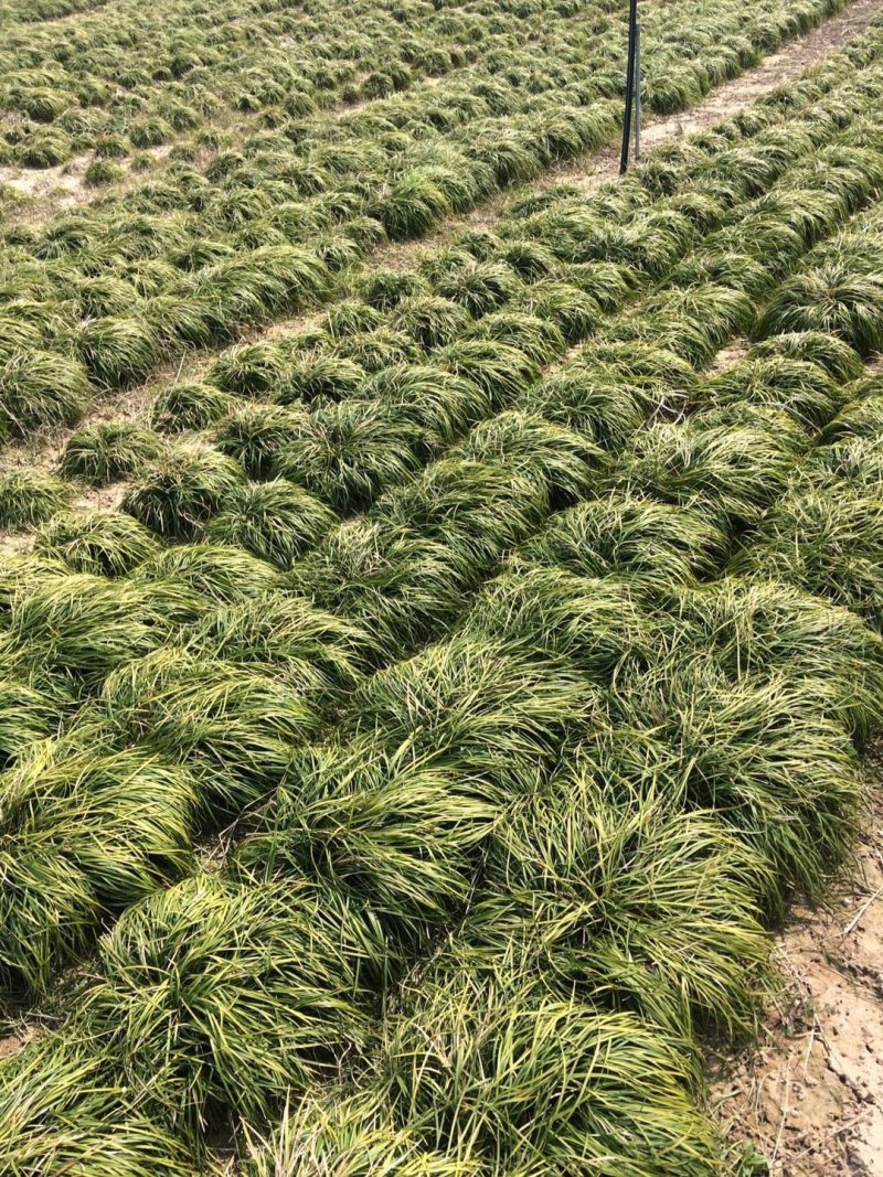 麦冬草麦冬地被植物草坪绿篱用绿化带用