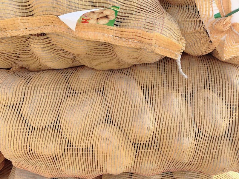 甘肃土豆，陇薯7，10，青薯9