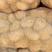 甘肃土豆，陇薯7，10，青薯9