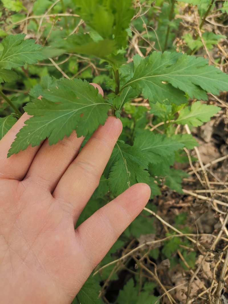 菊花脑种子菊花叶籽菊花涝菊花菜蔬菜种子多年生多次采摘野菜