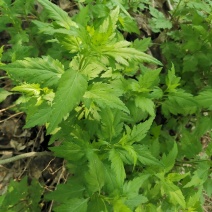 菊花脑种子菊花叶籽菊花涝菊花菜蔬菜种子多年生多次采摘野菜