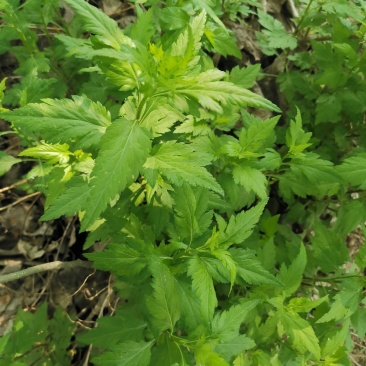 菊花脑种子菊花叶籽菊花涝菊花菜蔬菜种子多年生多次采摘野菜
