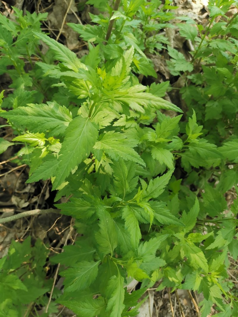 菊花脑种子菊花叶籽菊花涝菊花菜蔬菜种子多年生多次采摘野菜