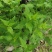 菊花脑种子菊花叶籽菊花涝菊花菜蔬菜种子多年生多次采摘野菜