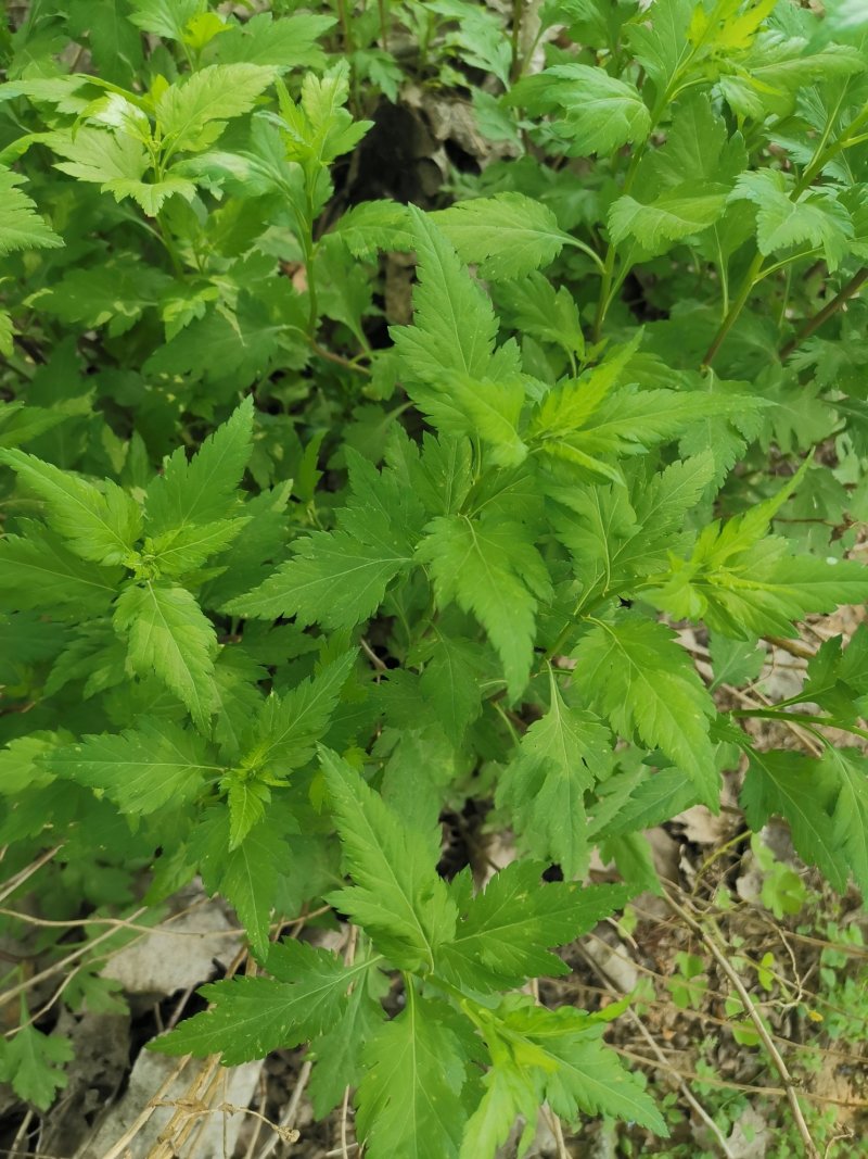 菊花脑种子菊花叶籽菊花涝菊花菜蔬菜种子多年生多次采摘野菜