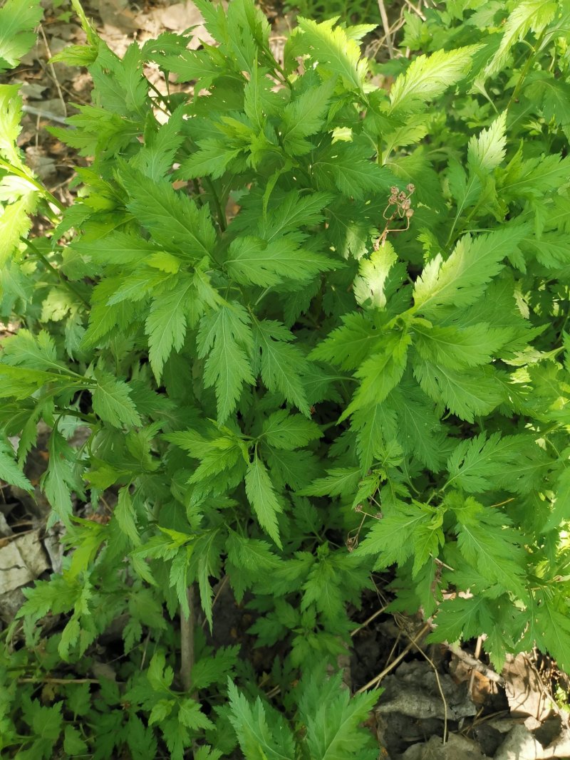 菊花脑种子菊花叶籽菊花涝菊花菜蔬菜种子多年生多次采摘野菜