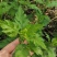 菊花脑种子菊花叶籽菊花涝菊花菜蔬菜种子多年生多次采摘野菜