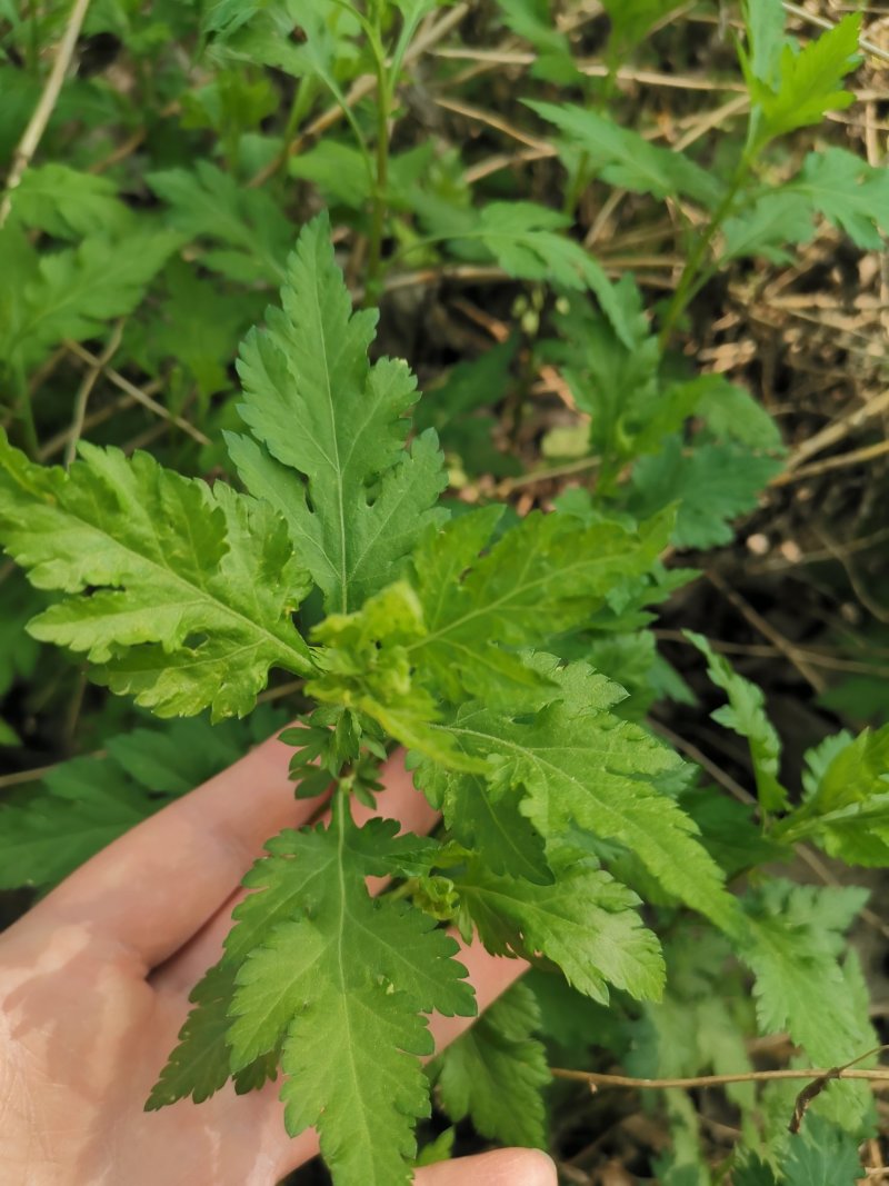 菊花脑种子菊花叶籽菊花涝菊花菜蔬菜种子多年生多次采摘野菜