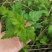 菊花脑种子菊花叶籽菊花涝菊花菜蔬菜种子多年生多次采摘野菜