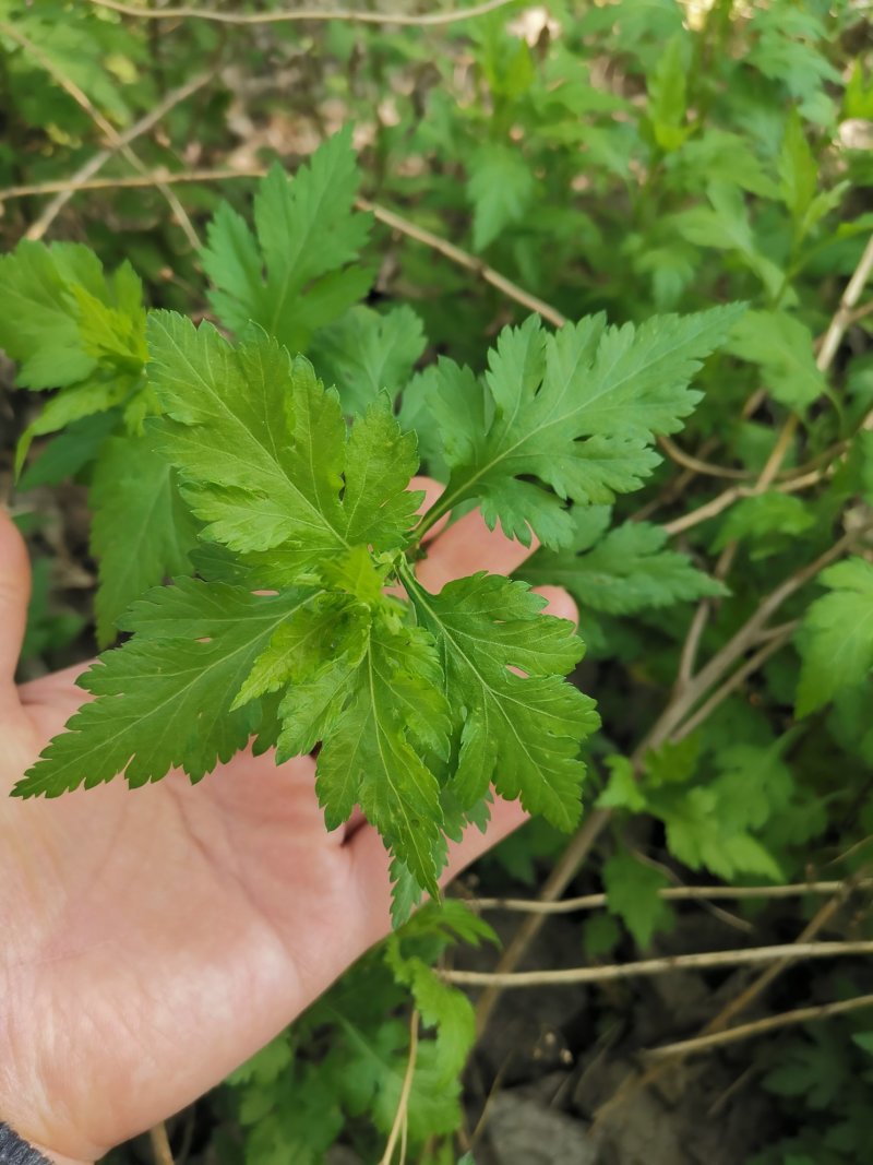 菊花脑种子菊花叶籽菊花涝菊花菜蔬菜种子多年生多次采摘野菜