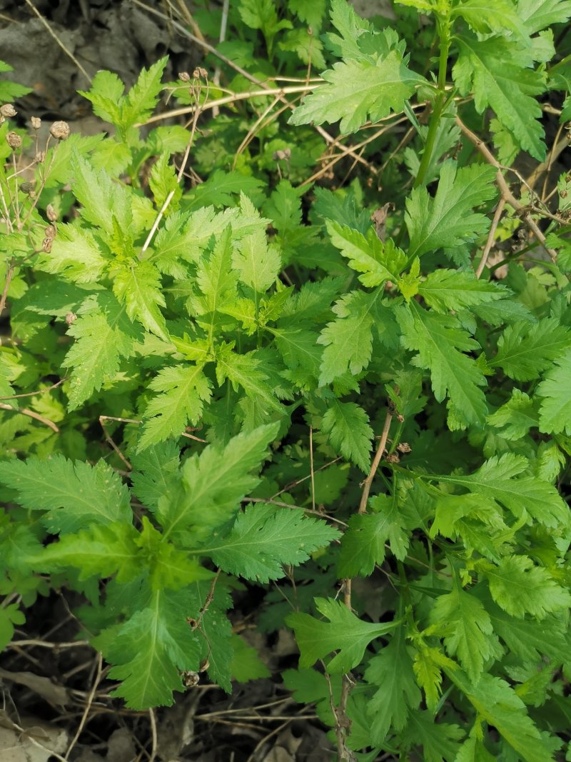 菊花脑种子菊花叶籽菊花涝菊花菜蔬菜种子多年生多次采摘野菜