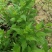 菊花脑种子菊花叶籽菊花涝菊花菜蔬菜种子多年生多次采摘野菜