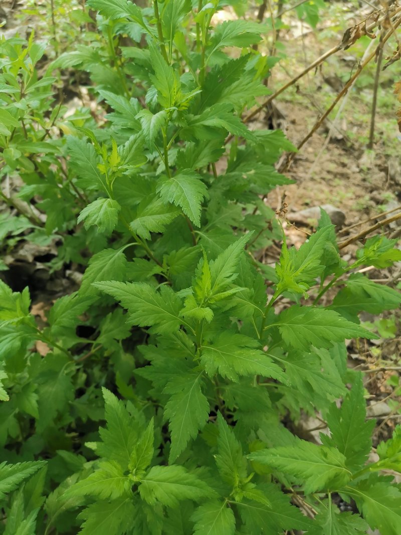 菊花脑种子菊花叶籽菊花涝菊花菜蔬菜种子多年生多次采摘野菜