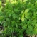 菊花脑种子菊花叶籽菊花涝菊花菜蔬菜种子多年生多次采摘野菜