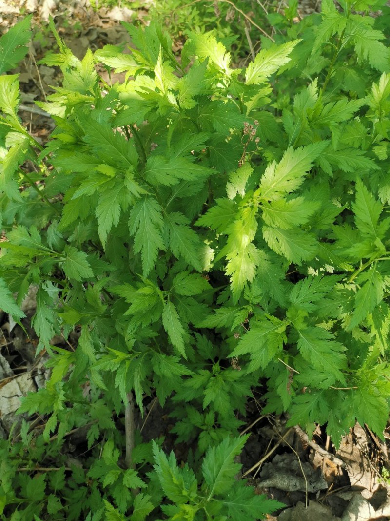 菊花脑种子菊花叶籽菊花涝菊花菜蔬菜种子多年生多次采摘野菜