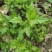 菊花脑种子菊花叶籽菊花涝菊花菜蔬菜种子多年生多次采摘野菜
