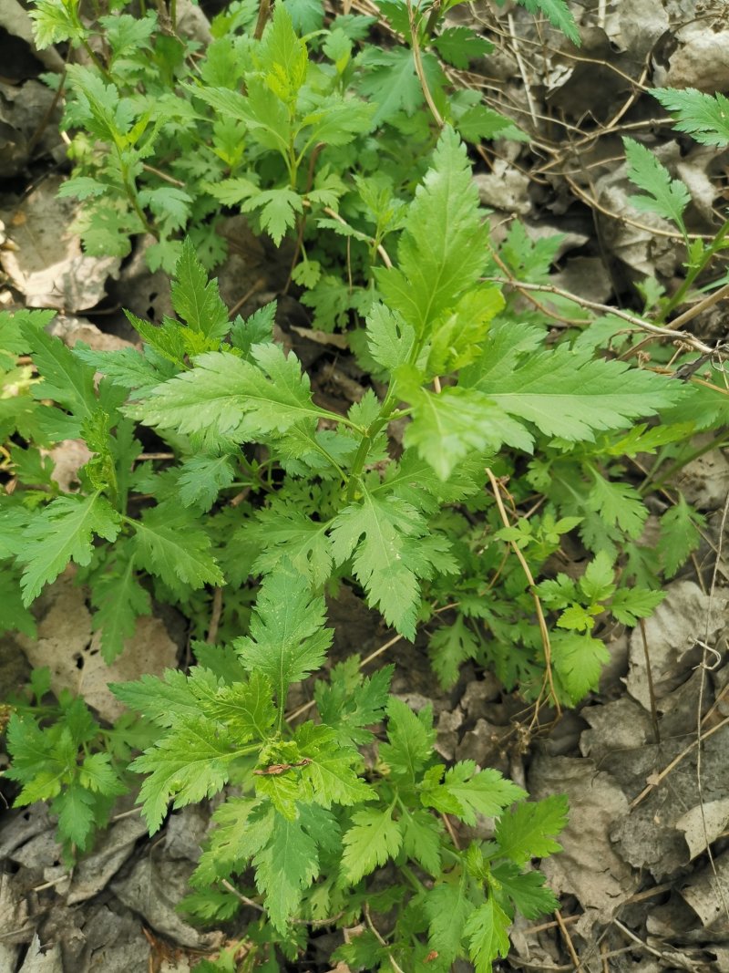 菊花脑种子菊花叶籽菊花涝菊花菜蔬菜种子多年生多次采摘野菜