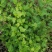 菊花脑种子菊花叶籽菊花涝菊花菜蔬菜种子多年生多次采摘野菜