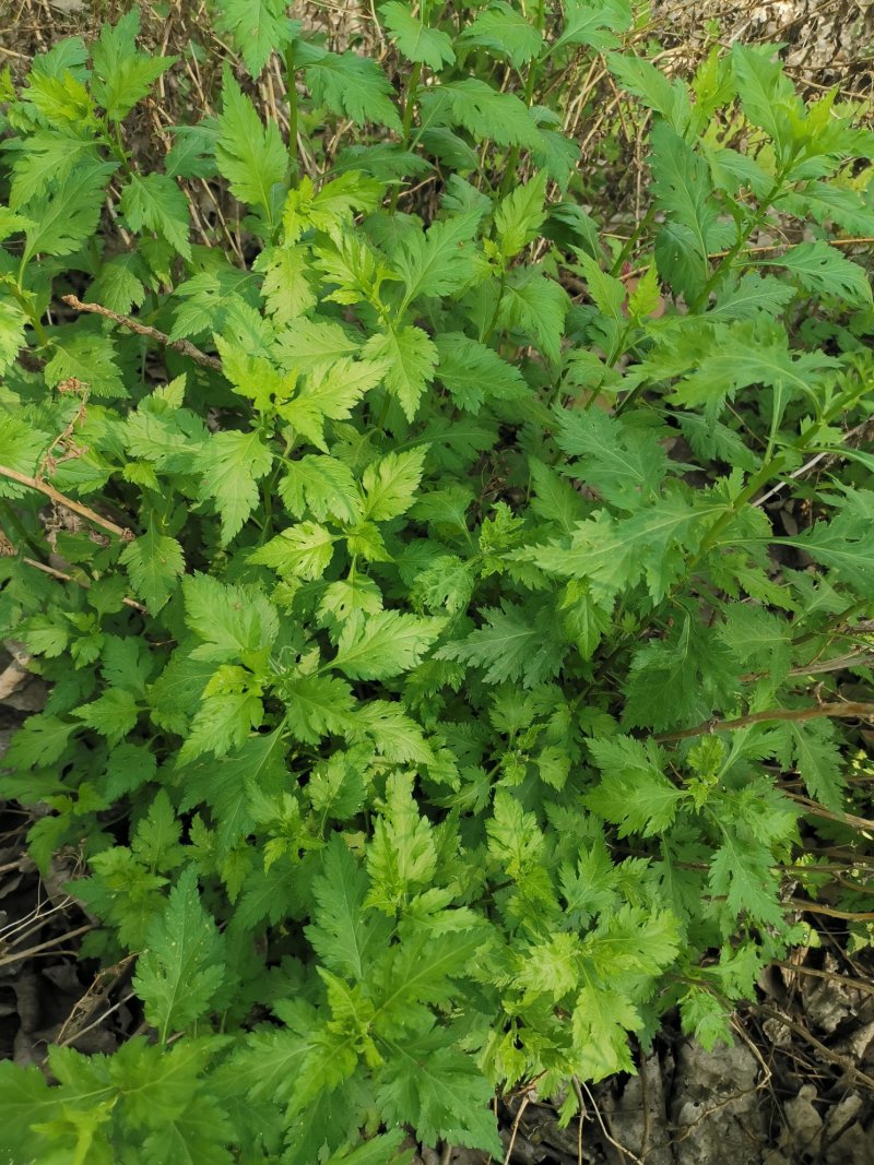 菊花脑种子菊花叶籽菊花涝菊花菜蔬菜种子多年生多次采摘野菜