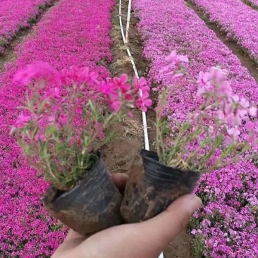 福禄考,宿根福禄考,芝樱基地直销常年供应各种绿化苗木