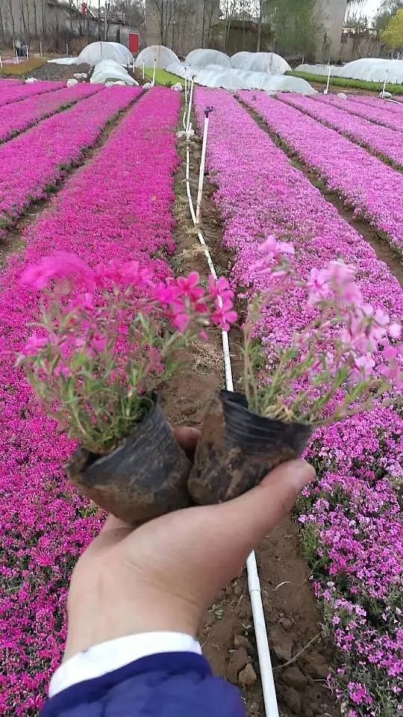 福禄考，宿根福禄考，芝樱基地直销常年供应各种绿化苗木
