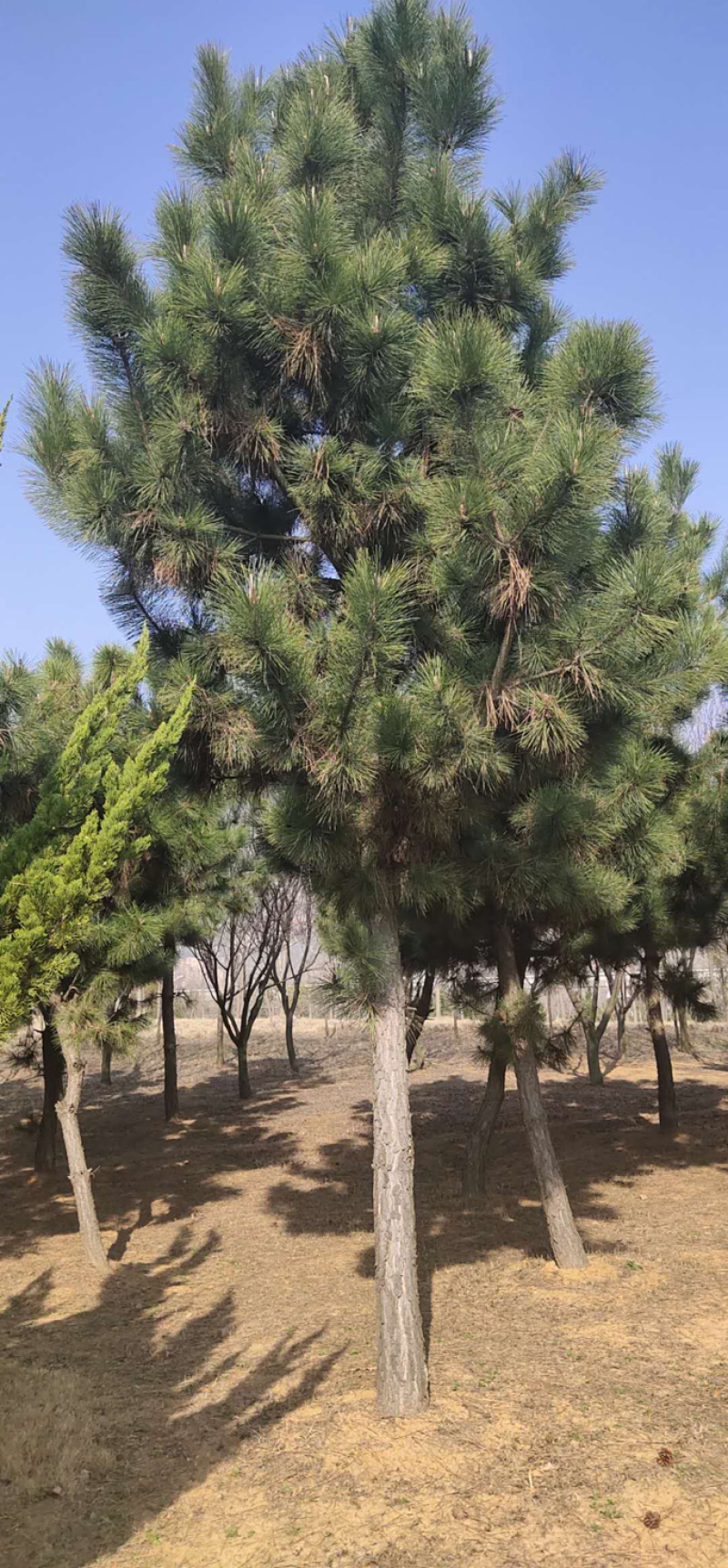 胸径10−20公分黑松
