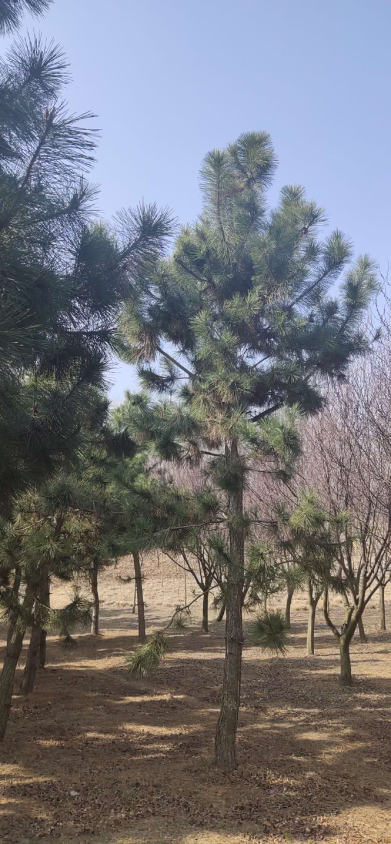 胸径10−20公分黑松