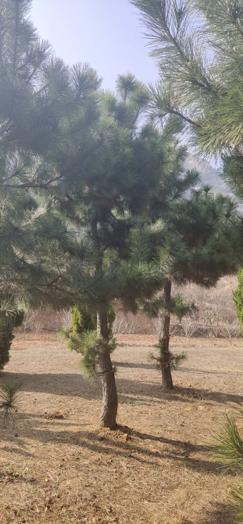 胸径10−20公分黑松